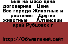 Бык на мясо цена договарная › Цена ­ 300 - Все города Животные и растения » Другие животные   . Алтайский край,Рубцовск г.